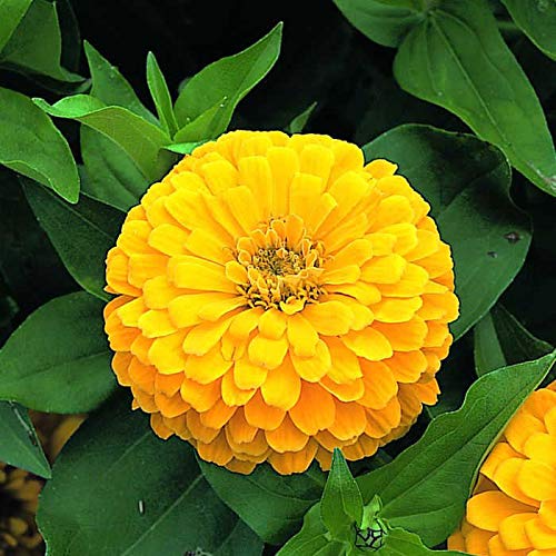 Dark Yellow Zinnia Flower seeds for Planting Cut Flower Favorite Heirloom & GMO Free Seeds for Home Garden