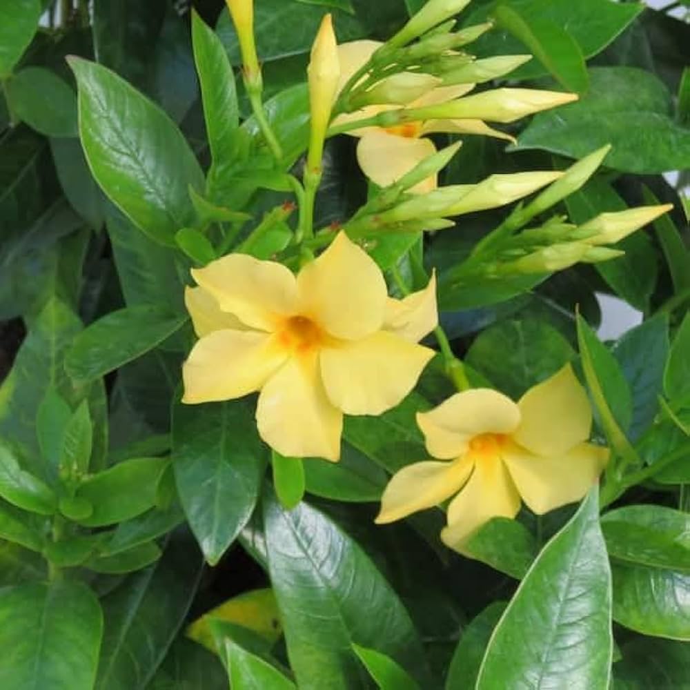 Heirloom Yellow Mandevilla Sanderi Flower seeds for Planting - Shade Tolerant, Heirloom & GMO Free Seeds for Home Garden