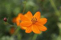 Aster Callistephus Chinensis Flower Seeds