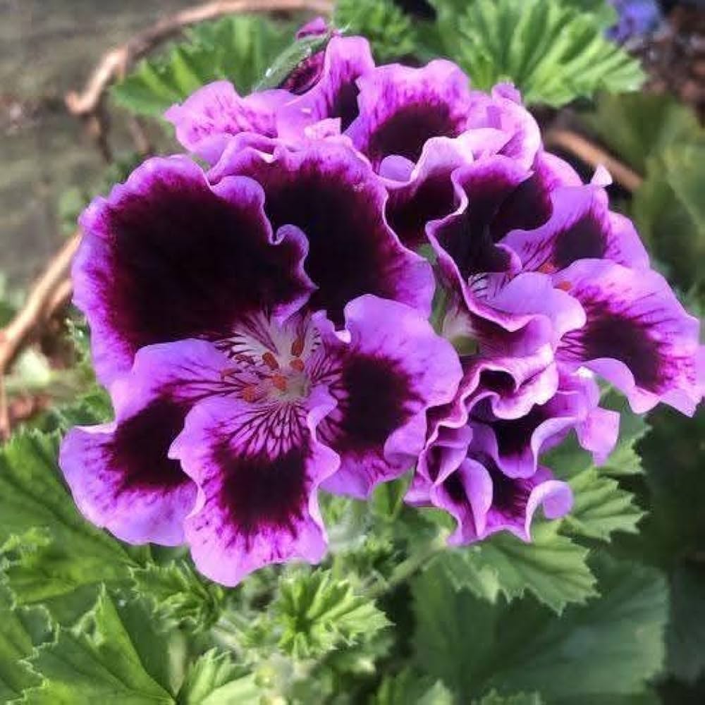 Purple Pink Geranium Flower Seeds for Planting, Heirloom Non-GMO, High Germination Organic Garden Seeds