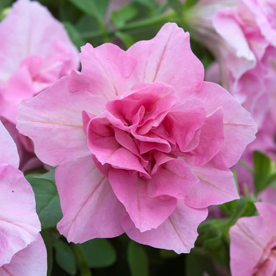 Double Petunia Flower seeds for Planting - Premium Quality, Heirloom & GMO Free Seeds for Home Garden