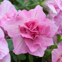 Double Petunia Flower seeds for Planting - Premium Quality, Heirloom & GMO Free Seeds for Home Garden