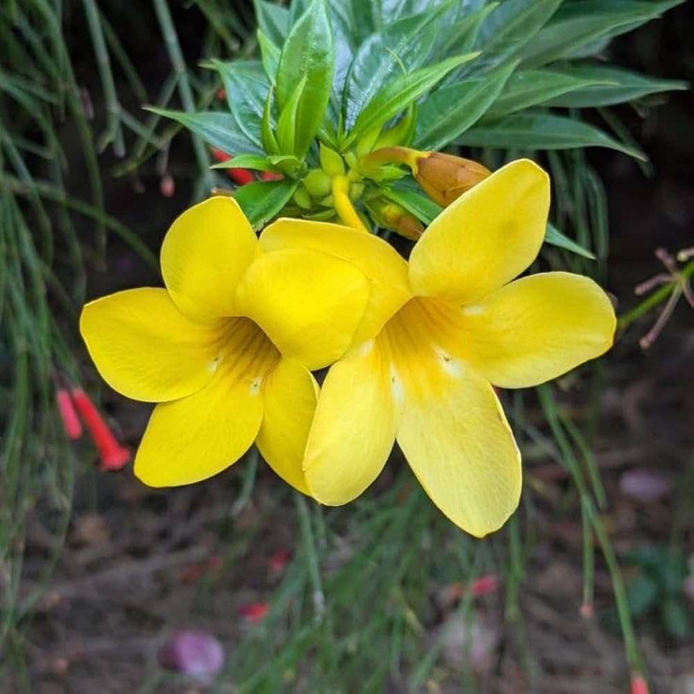 Yellow Allamanda Seeds for Planting  Perfect for Adding a Tropical Touch to Gardens and Green Spaces
