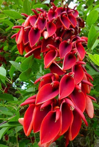 Erythrina Crista Galli Flower Seeds in Orange - Flower seeds for Planting - Easy to Grow, Heirloom & GMO Free Seeds for Home Garden