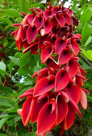 Erythrina Crista Galli Flower Seeds in Orange - Flower seeds for Planting - Easy to Grow, Heirloom & GMO Free Seeds for Home Garden