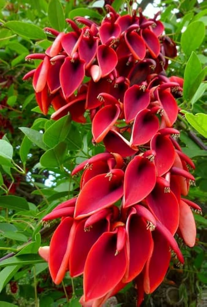 Erythrina Crista Galli Flower Seeds in Orange - Flower seeds for Planting - Easy to Grow, Heirloom & GMO Free Seeds for Home Garden