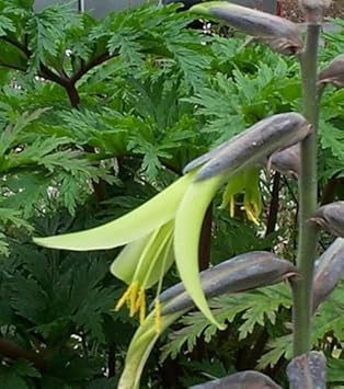Yellow Puya Mirabilis Flower seeds for Planting - Fragrant Blossoms, Heirloom & GMO Free Seeds for Home Garden
 
 Sale for planting in home garden