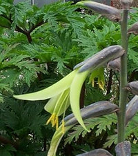 Yellow Puya Mirabilis Flower seeds for Planting - Fragrant Blossoms, Heirloom & GMO Free Seeds for Home Garden
 
 Sale for planting in home garden