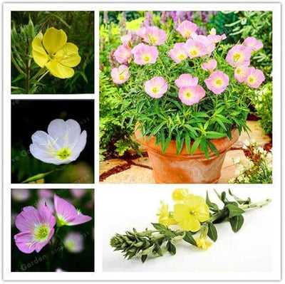 100 Pcs