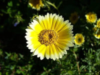 Layia Platygossa ‘Tidy Tips’ Seeds – Herb Flower for DIY Garden