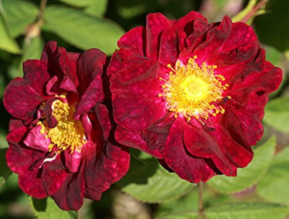 Rugosa Rose Red Flower Seeds for Planting  Vibrant Blooms for Your Garden