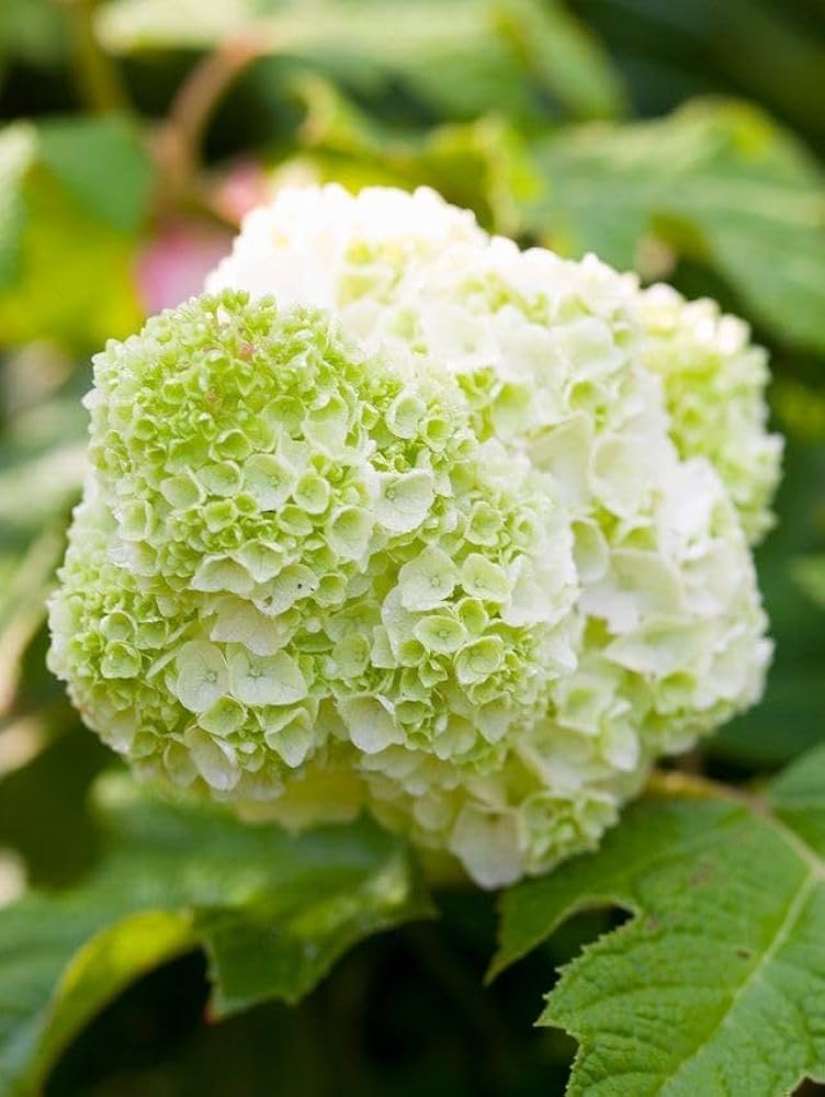 Green Hydrangea Flower seeds for Planting Seasonal Bloomer Heirloom & GMO Free Seeds for Home Garden 
 
 Sale