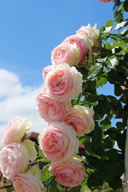 Pink Cream Rose Flower Seeds for Planting Long Bloom Season Heirloom & GMO Free Seeds for Home Garden
 
 Sale
