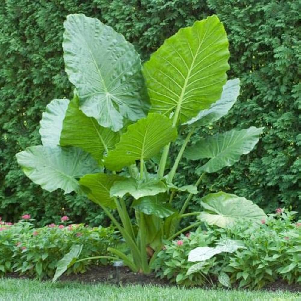 Colocasia Elephant Ear Flower seeds for Planting, Vibrant Colors Heirloom & GMO Free Seeds for Home Garden   Sale