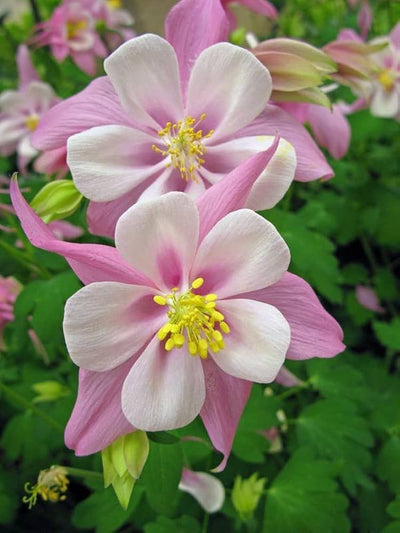 100 Pcs