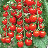 Organic Sweet Succulent Campari Tomato Solanum lycopersicum Vegetable Seeds for Planting