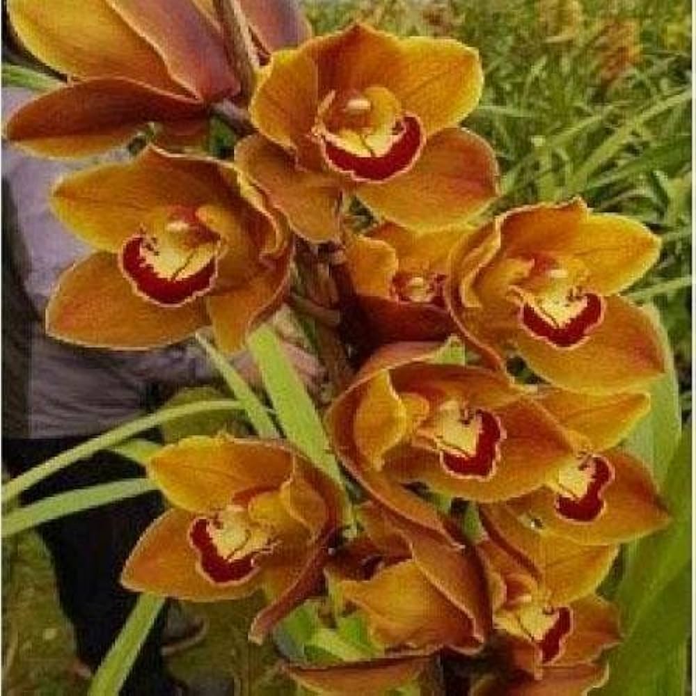 Cymbidium Orchid Flower seeds for Planting - Long Bloom Season, Heirloom & GMO Free Seeds for Home Garden