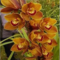 Cymbidium Orchid Flower seeds for Planting - Long Bloom Season, Heirloom & GMO Free Seeds for Home Garden