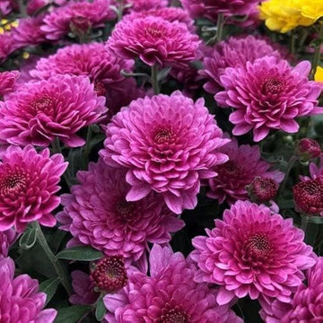 Violet White Chrysanthemum Flower Seeds for Planting – Heirloom, Non-GMO, Bright Bloom Garden Seeds