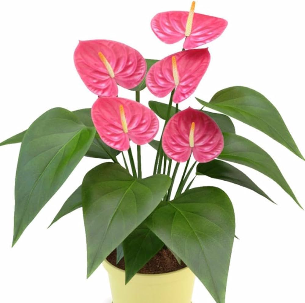 Pink Anthurium Andraeanum Flower Seeds for Planting – Heirloom, Non-GMO, Long Bloom, High Germination
