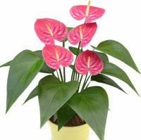 Pink Anthurium Andraeanum Flower Seeds for Planting – Heirloom, Non-GMO, Long Bloom, High Germination