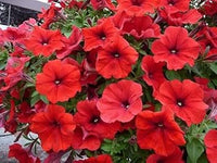 Red Petunia Flower seeds for Planting - Long Bloom Season, Heirloom & GMO Free Seeds for Home Garden
 
 Sale for planting in home garden.