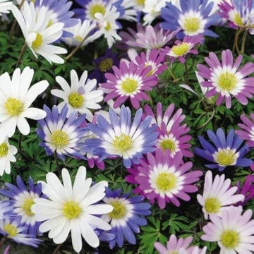 Mixed Brachyscome Flower seeds for Planting Drought Tolerant Heirloom & GMO Free Seeds for Home Garden
 
 Sale