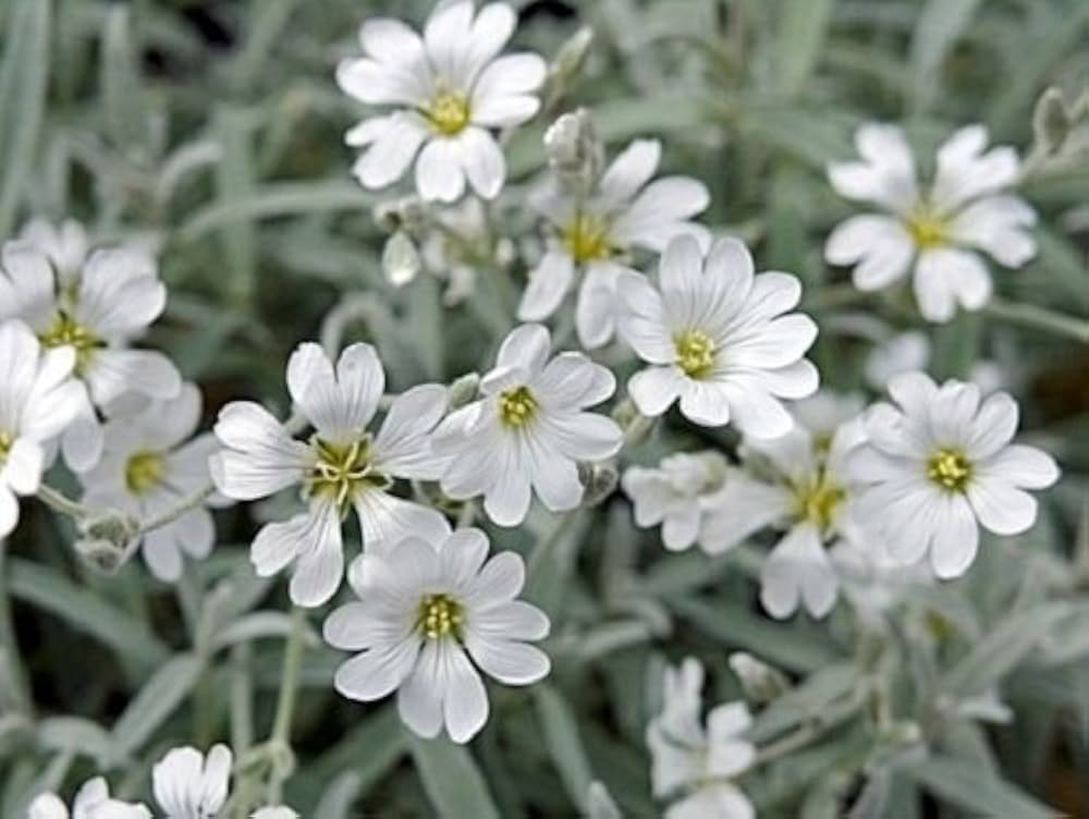 Silver Carpet Flower seeds for Planting Cottage Garden Essential Heirloom & GMO Free Seeds for Home Garden