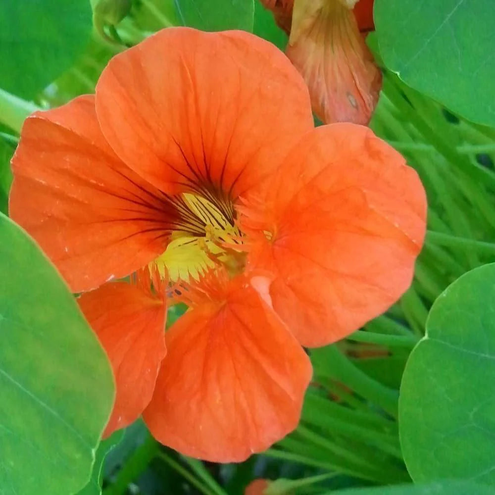 Orange Hanging Nasturtium Seeds Flower seeds for Planting Bright Blooms Heirloom & GMO Free Seeds for Home Garden