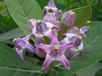 Purple Calotropis Gigantea Flower seeds for Planting - Pollinator Friendly, Heirloom & GMO Free Seeds for Home Garden
 
 Sale