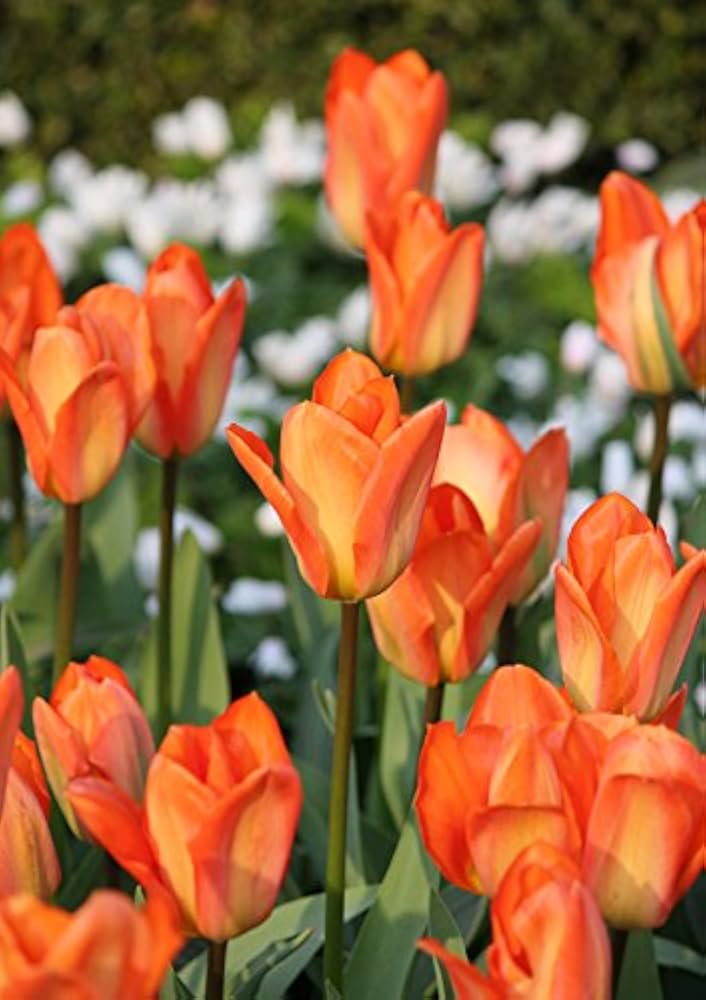 Orange Tulip Flower Seeds for Planting Hardy Variety Heirloom & GMO Free Seeds for Home Garden
 
 Sale