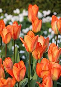 Orange Tulip Flower Seeds for Planting Hardy Variety Heirloom & GMO Free Seeds for Home Garden
 
 Sale