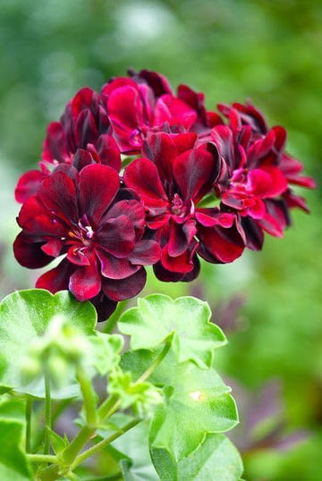 Maroon Big Blooms Geranium Flower Seeds for Planting Wildflower Mix Heirloom & GMO Free Seeds for Home Garden
 
 Sale