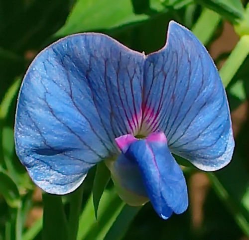 Blue Lathyrys Satuvys Flower seeds for Planting - Perfect for Borders, Heirloom & GMO Free Seeds for Home Garden