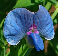 Blue Lathyrys Satuvys Flower seeds for Planting - Perfect for Borders, Heirloom & GMO Free Seeds for Home Garden