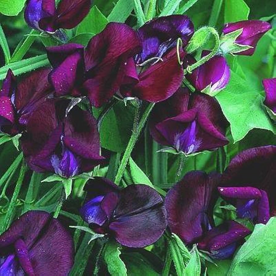 Black Sweet Pea Flower Seeds for Planting Perfect for Borders Heirloom & GMO Free Seeds for Home Garden
 
 Sale