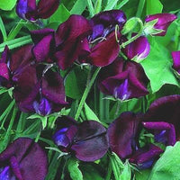 Black Sweet Pea Flower Seeds for Planting Perfect for Borders Heirloom & GMO Free Seeds for Home Garden
 
 Sale