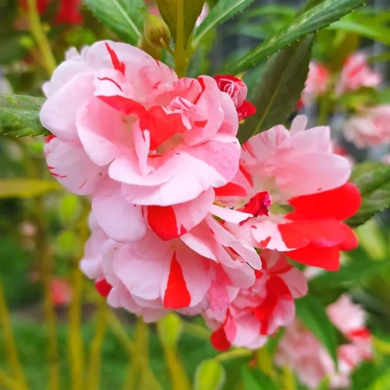 White Red Balsam Camellia Flower Seeds Seasonal Bloomer Heirloom & GMO Free Seeds for Home Garden
 
 Sale
