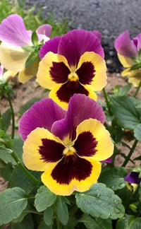 Brown Yellow Pansy Flower Seeds for Planting Low Maintenance Heirloom & GMO Free Seeds for Home Garden
 
 Sale