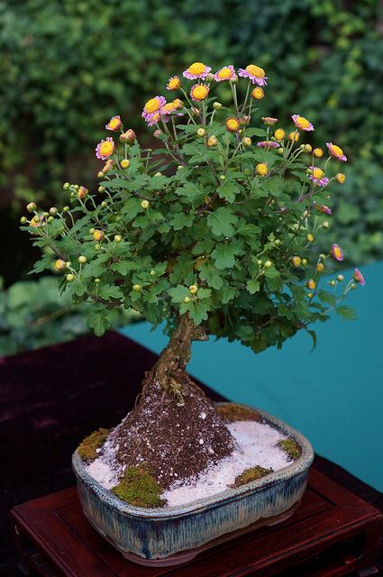 Bonsai Chrysanthemum Flower seeds for Planting - Compact Growth, Heirloom & GMO Free Seeds for Home Garden