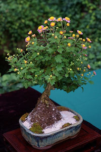 Bonsai Chrysanthemum Flower seeds for Planting - Compact Growth, Heirloom & GMO Free Seeds for Home Garden