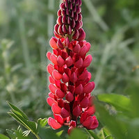 Lupine Red Flower seeds for Planting - Easy to Grow, Heirloom & GMO Free Seeds for Home Garden