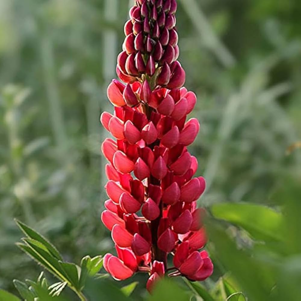 Planting Red Lupine Seeds  Vibrant Flower Seeds