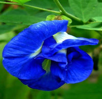 Blue Clitoria Flower seeds for Planting - Vibrant Colors, Heirloom & GMO Free Seeds for Home Garden