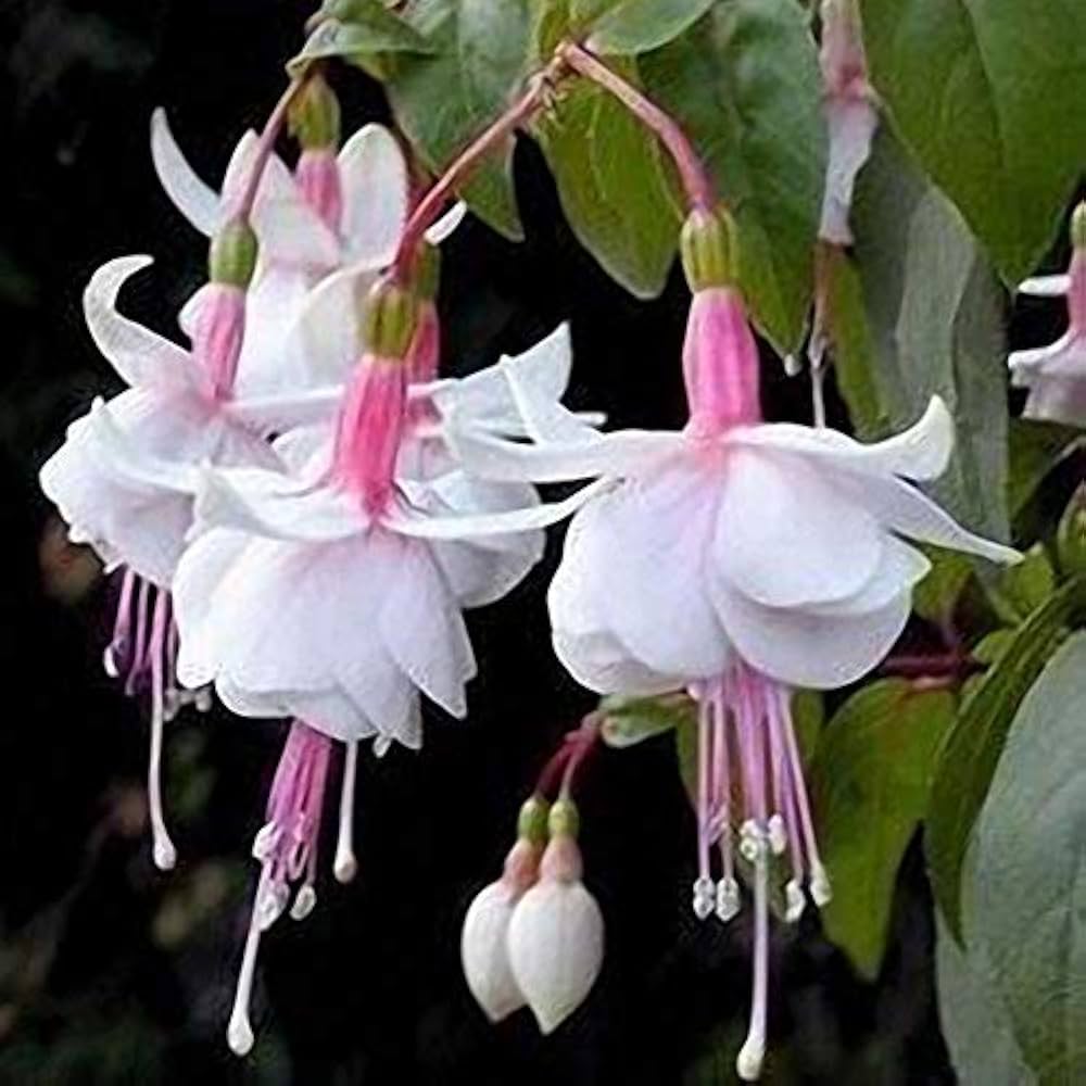 Fuchsia Lantern Flower Seeds for unique, hanging garden blooms