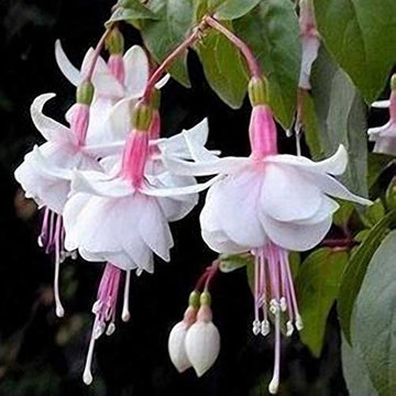 Fuchsia Lantern Flower Seeds for unique, hanging garden blooms