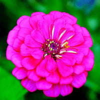 Zinnia Flower Seeds Pink Planting Pack