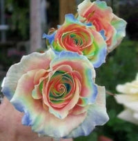 White Rainbow Potted Rose Seeds for Planting Drought Tolerant Heirloom & GMO Free Seeds for Home Garden
 
 Sale