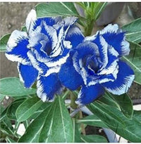 Blue White Adenium Flower seeds for Planting - Cottage Garden Essential, Heirloom & GMO Free Seeds for Home Garden