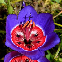 Blue Red Sparaxis Flower seeds for Planting - Premium Quality, Heirloom & GMO Free Seeds for Home Garden